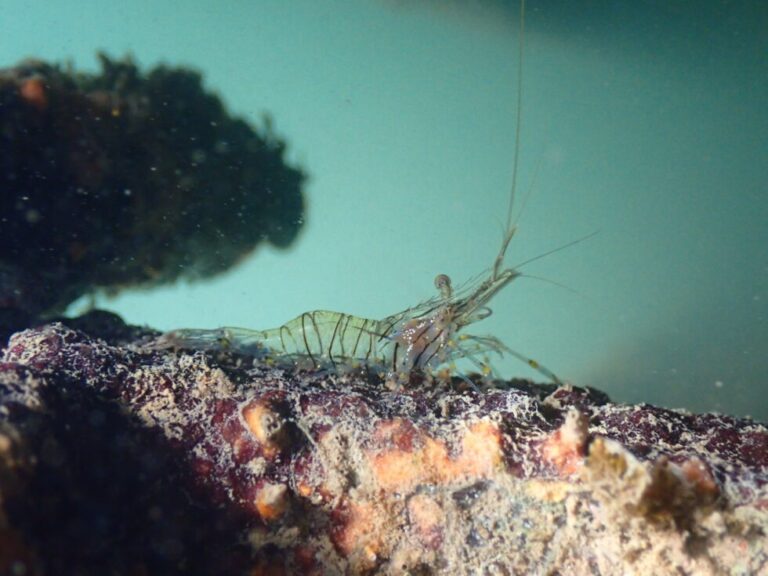 Palaemon Elegans 980x735